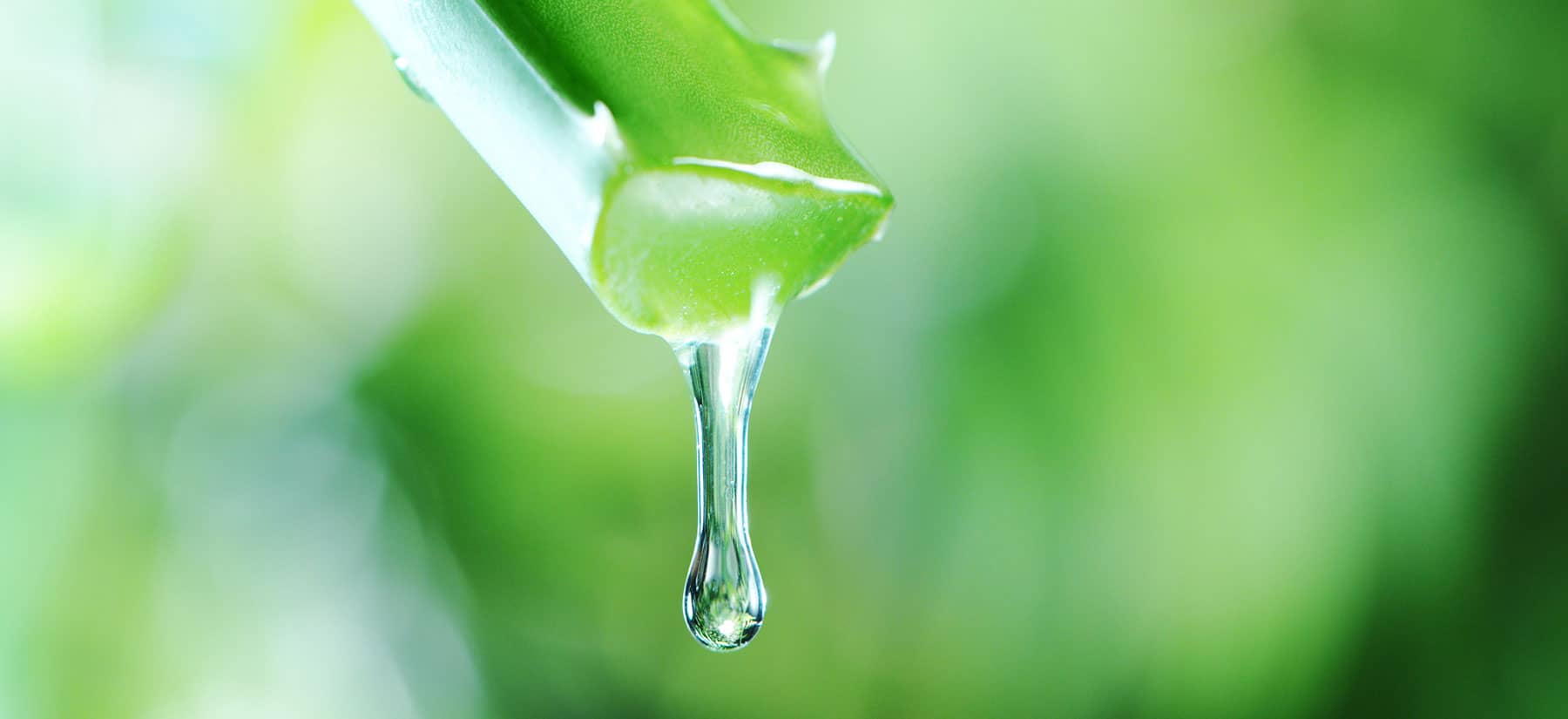 Aloe Vera Saft: Gesundheitsvorteile und Anwendungen, wie Sie Aloe Vera innerlich anwenden können.